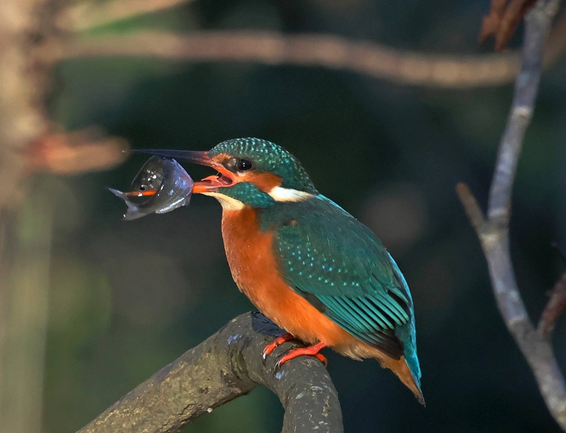 Eisvogel auf einem Ast am Schäfersee