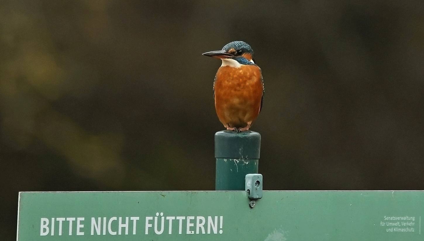 Eisvogel auf einem Schild am Schäfersee