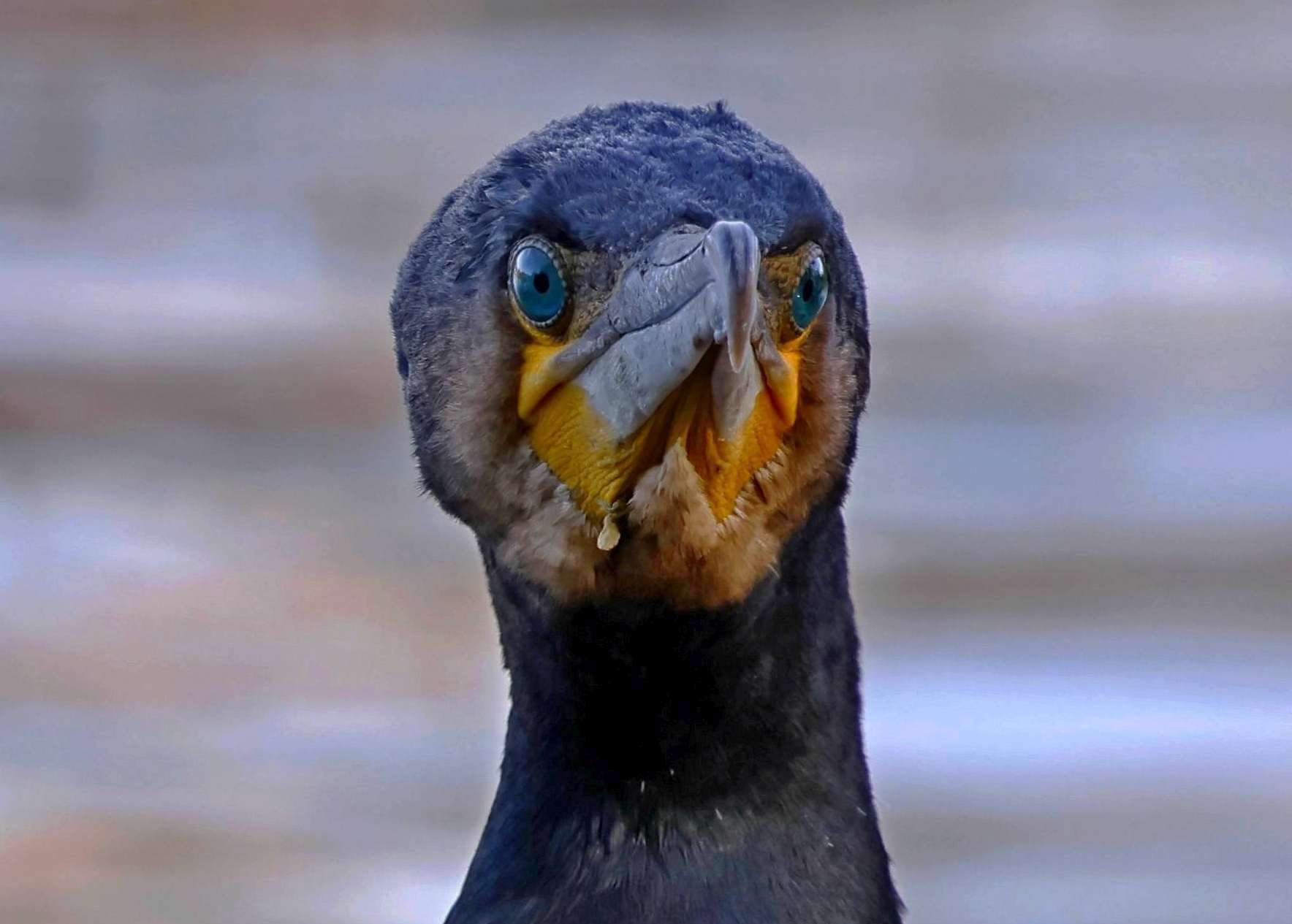 Kormoran Portrait