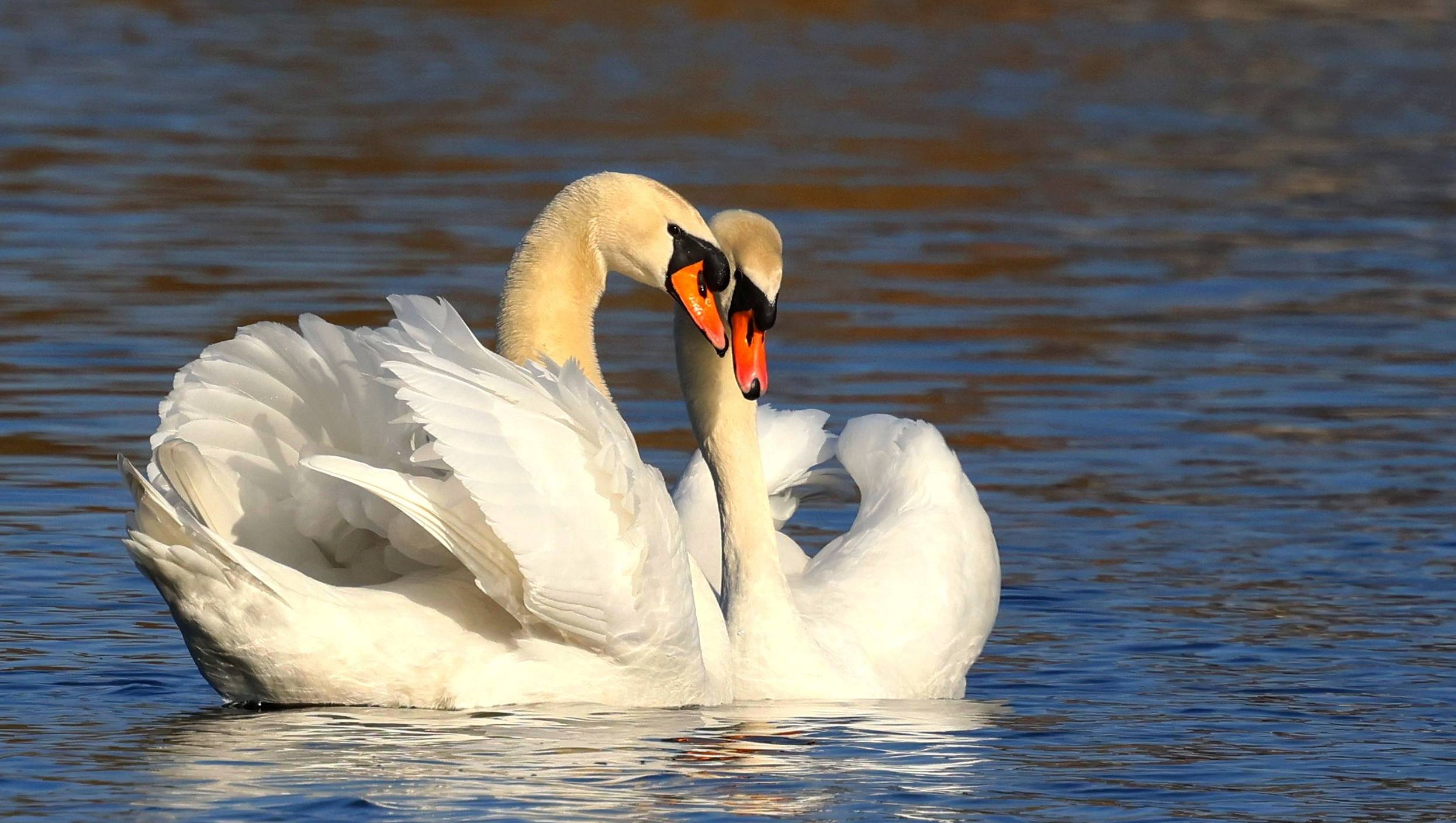 Schwanenpaar auf dem Schäfersee