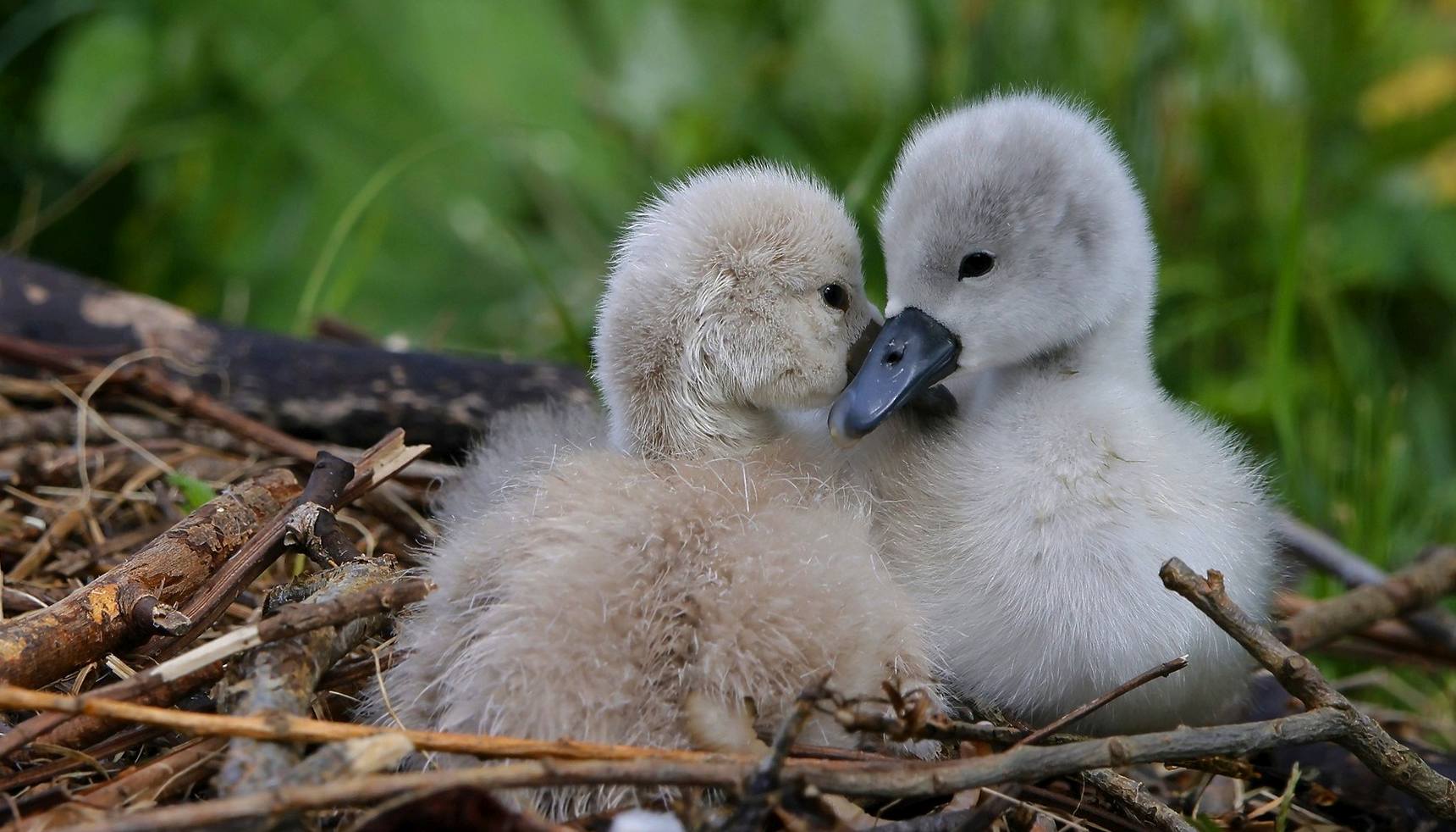 Schwanenküken im Nest am Schäfersee