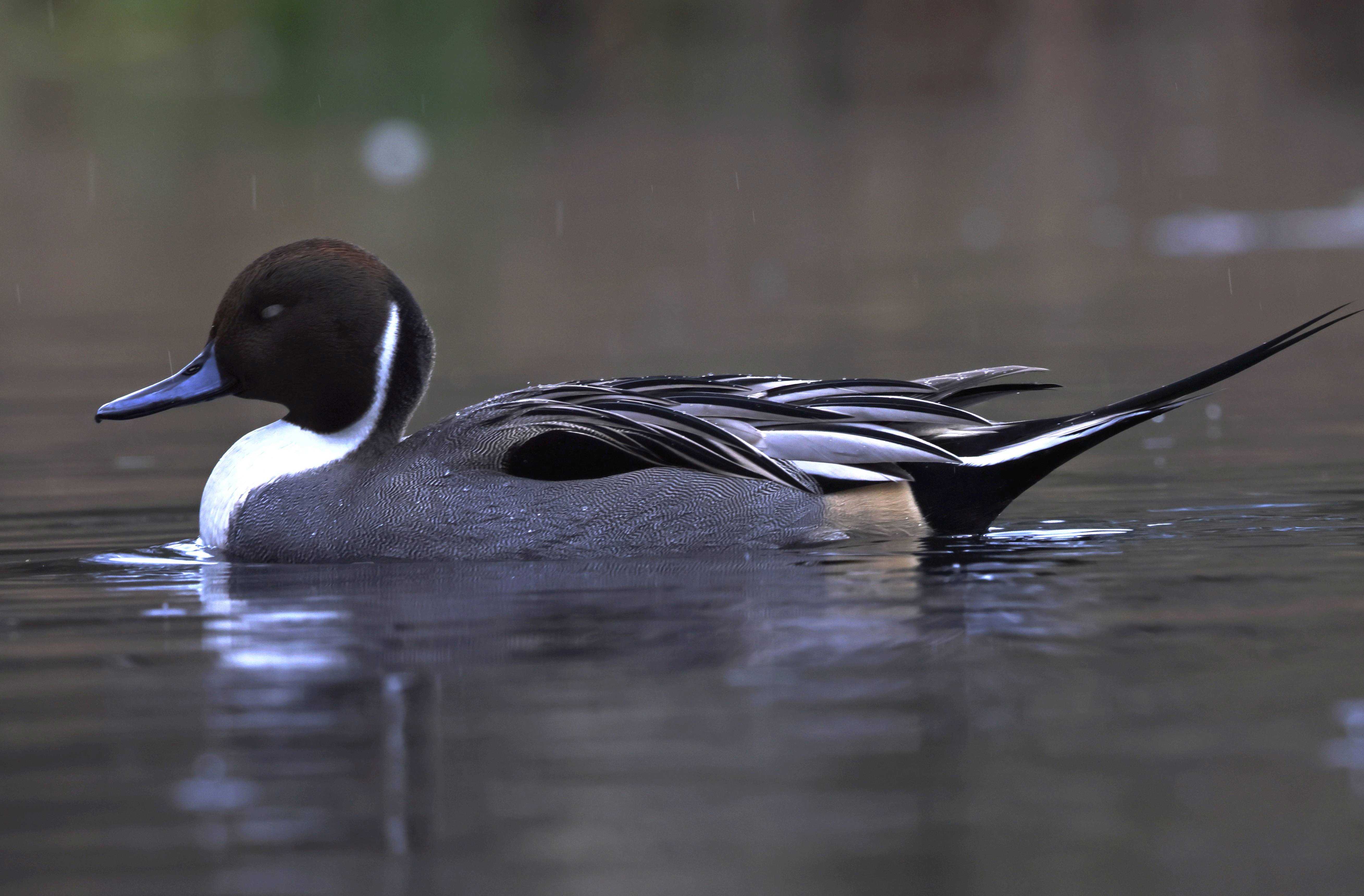 Spießente im Regen auf dem Schäfersee