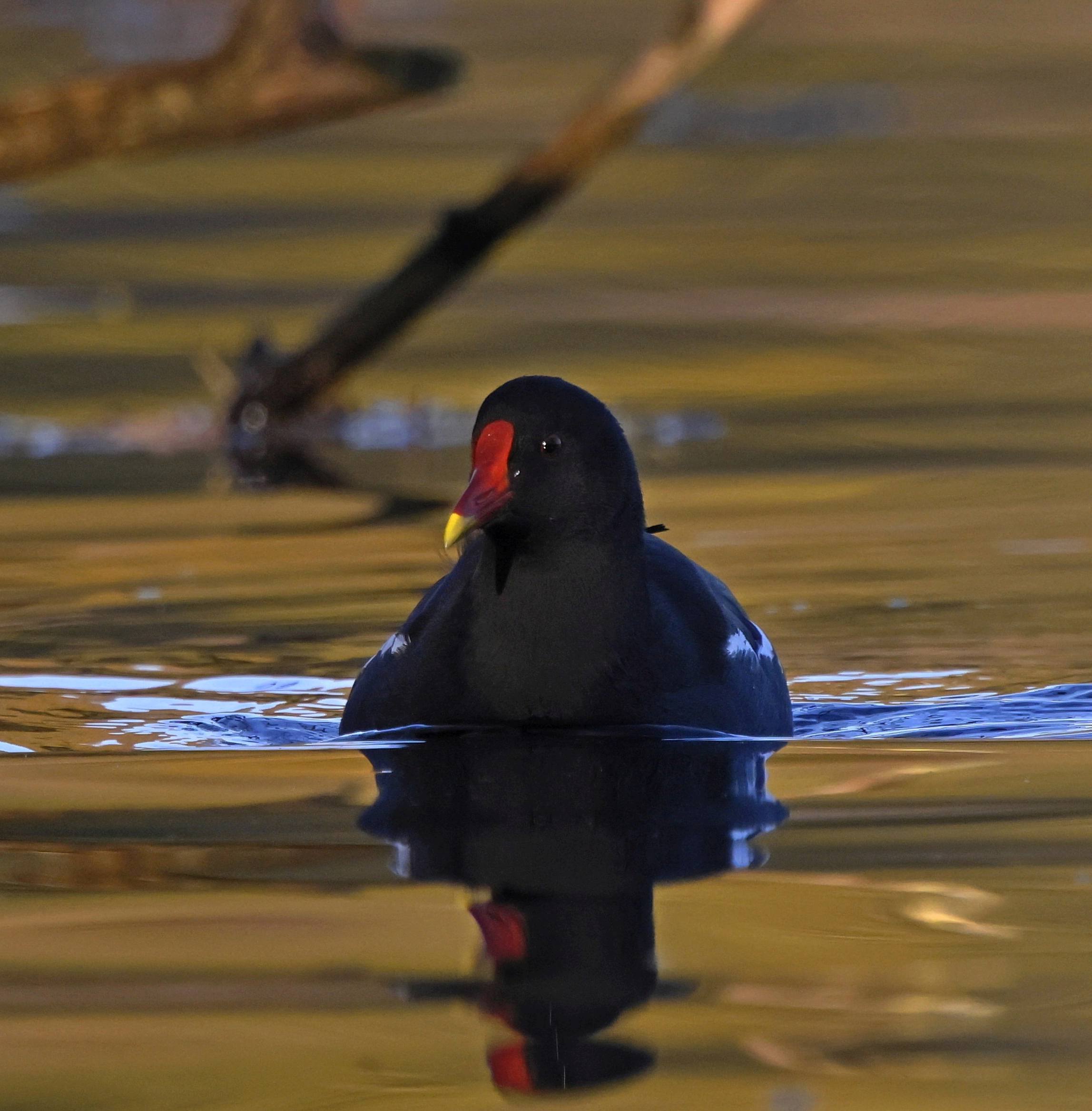 Teichhuhn auf dem Schäfersee