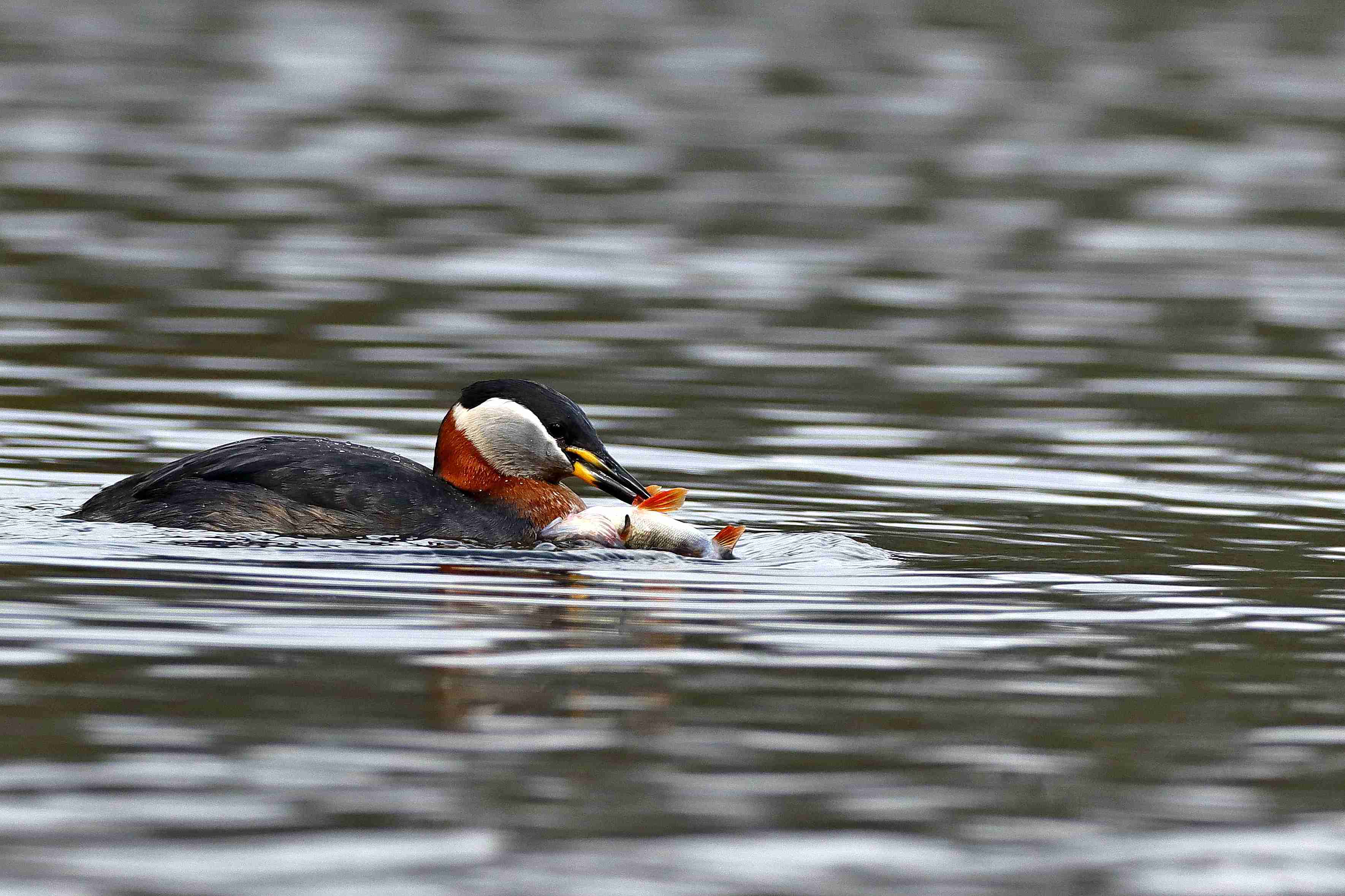 Rothalstaucher mit Beute