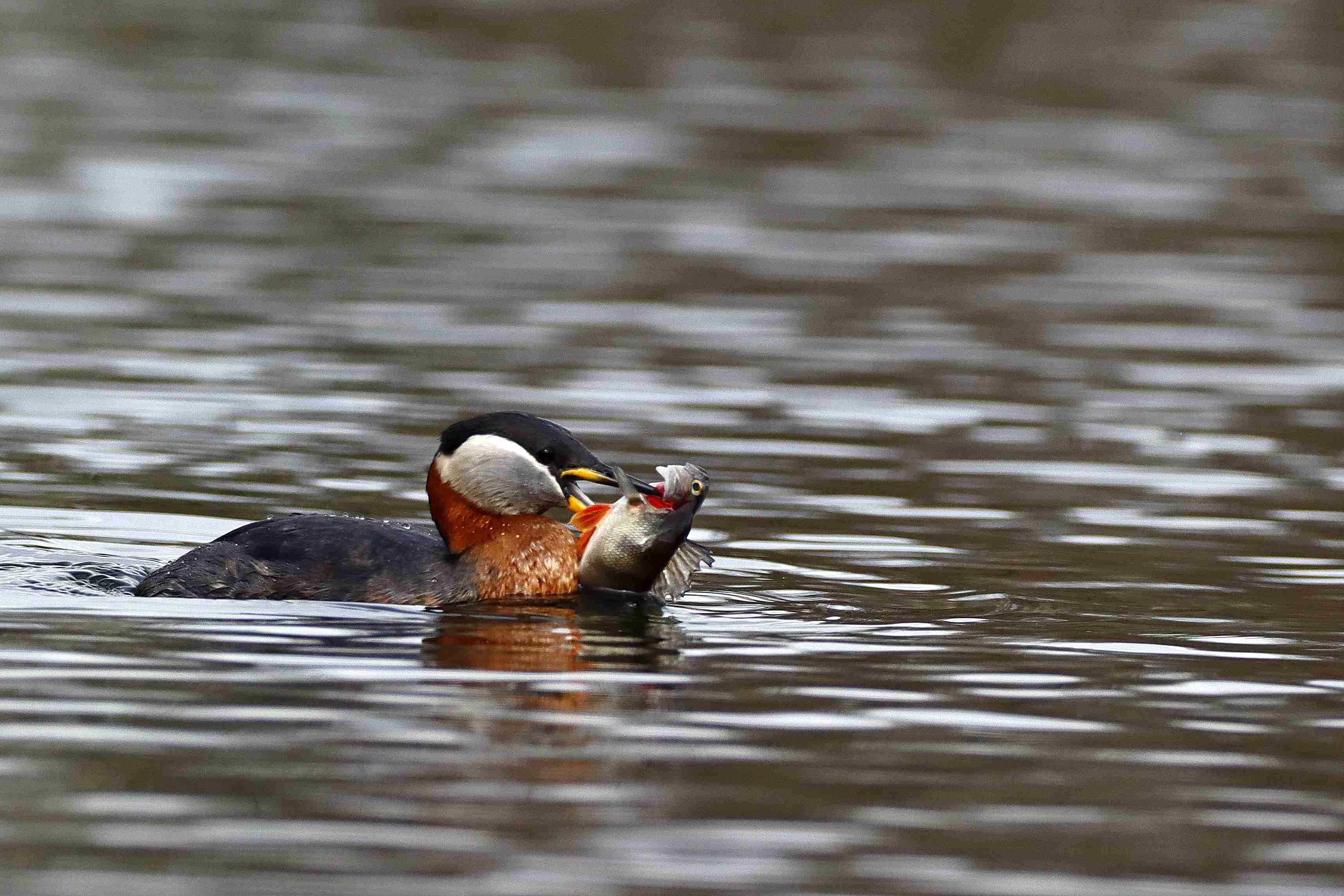 Rothalstaucher mit Fisch