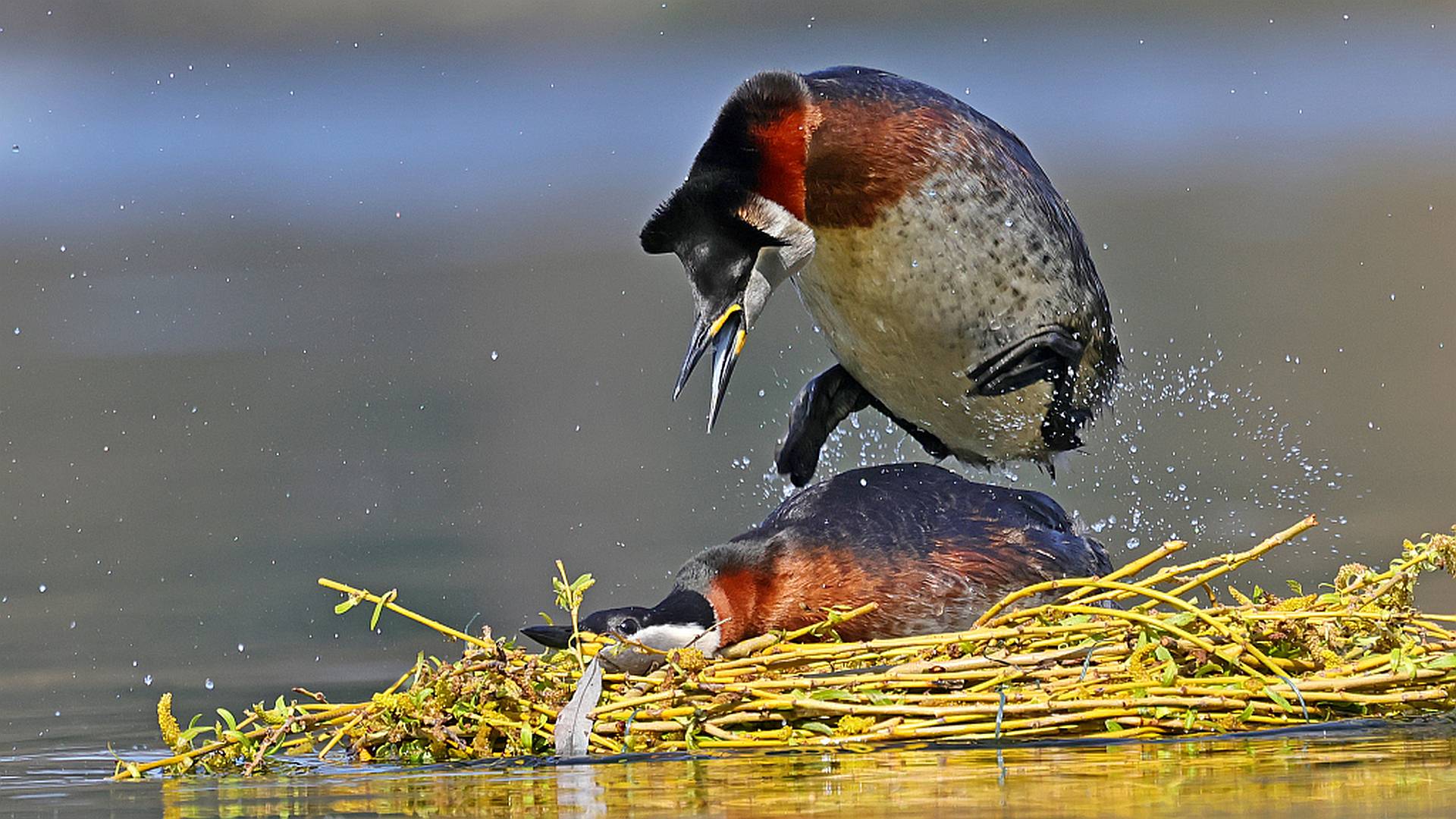 Rothalstaucher-Paar auf Nisthilfe