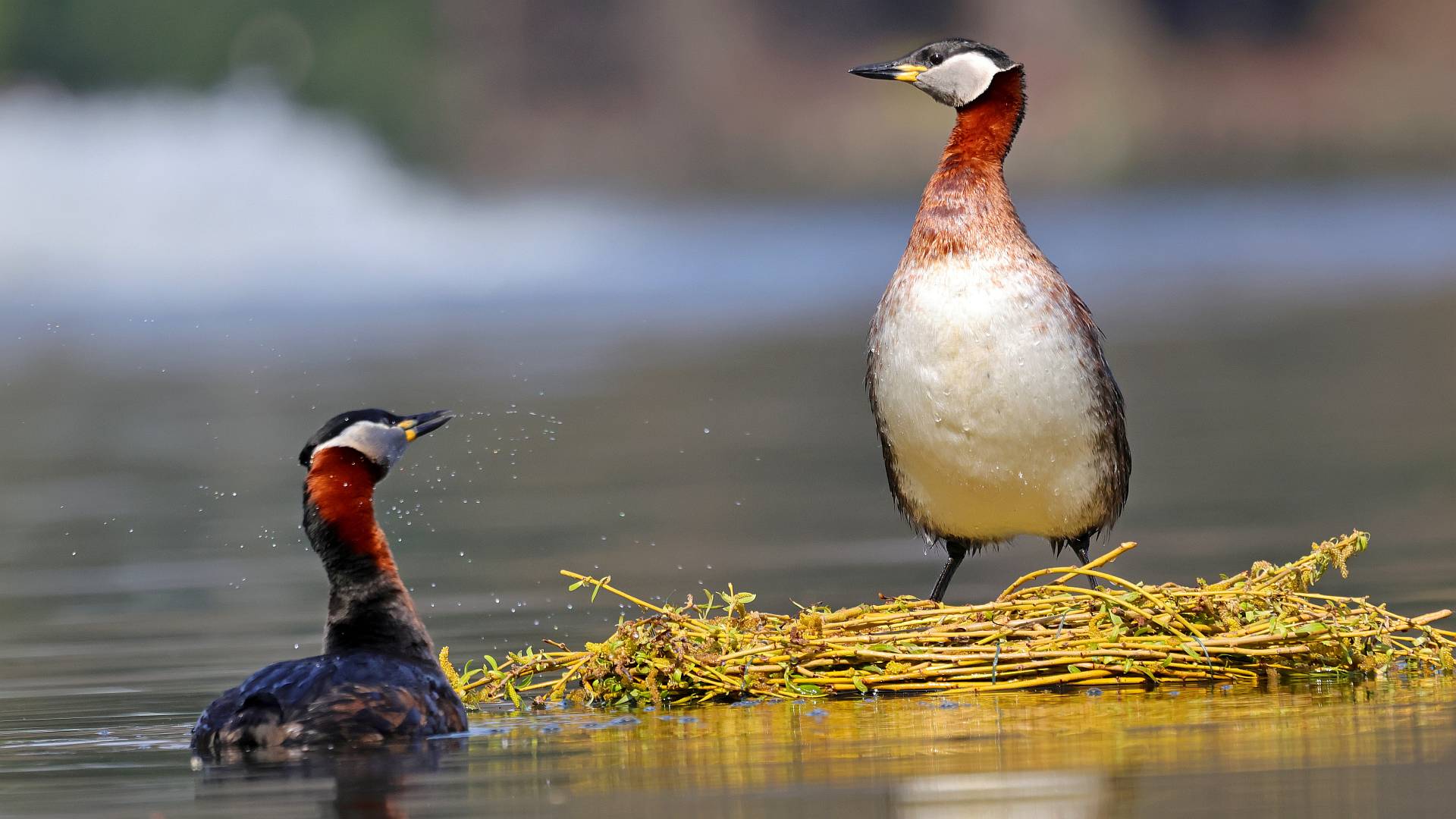 Rothalstaucher-Paar auf Nisthilfe