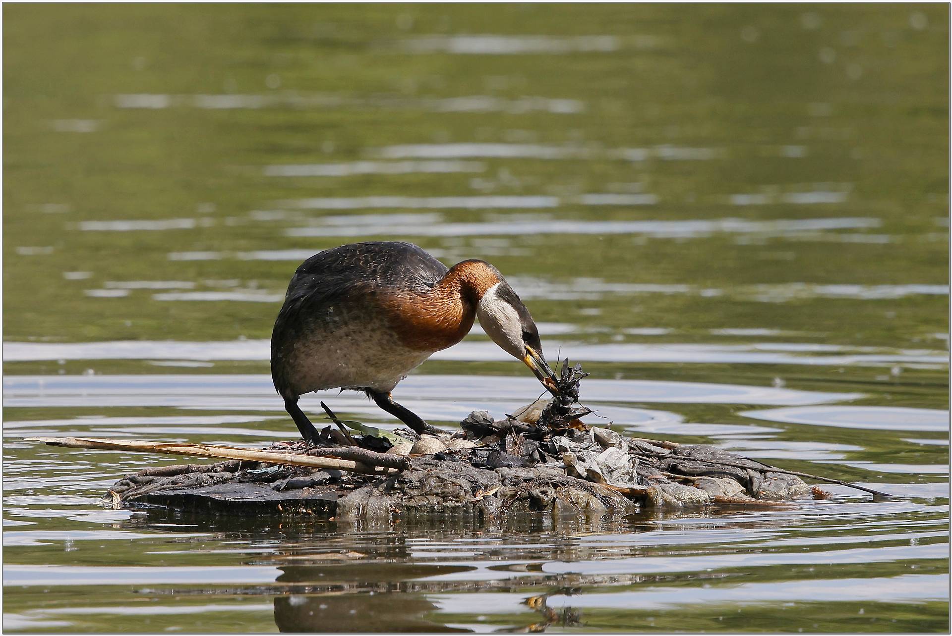 Rothalstaucher baut Nest auf Nisthilfe