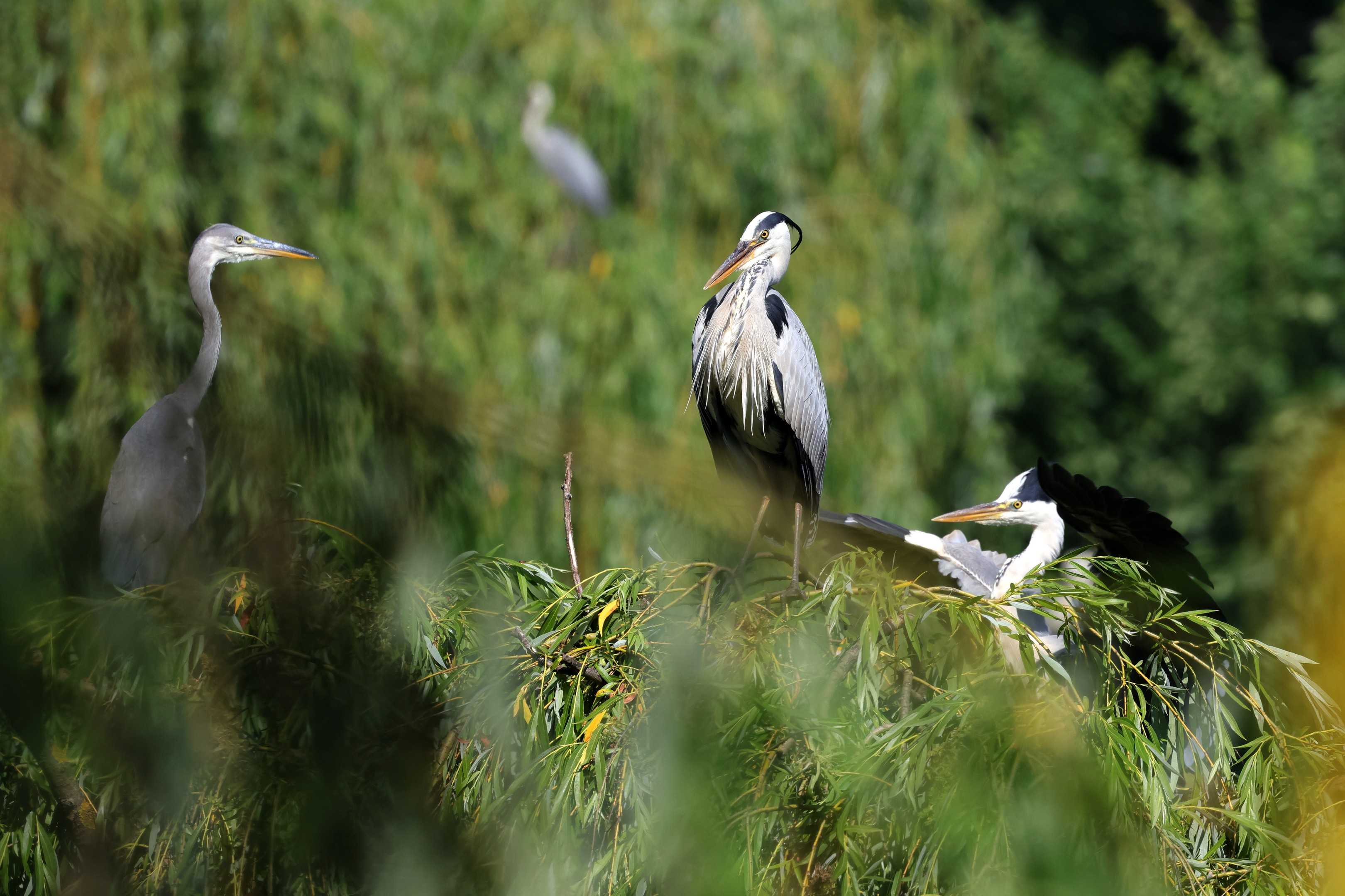 Vögel am Schäfersee