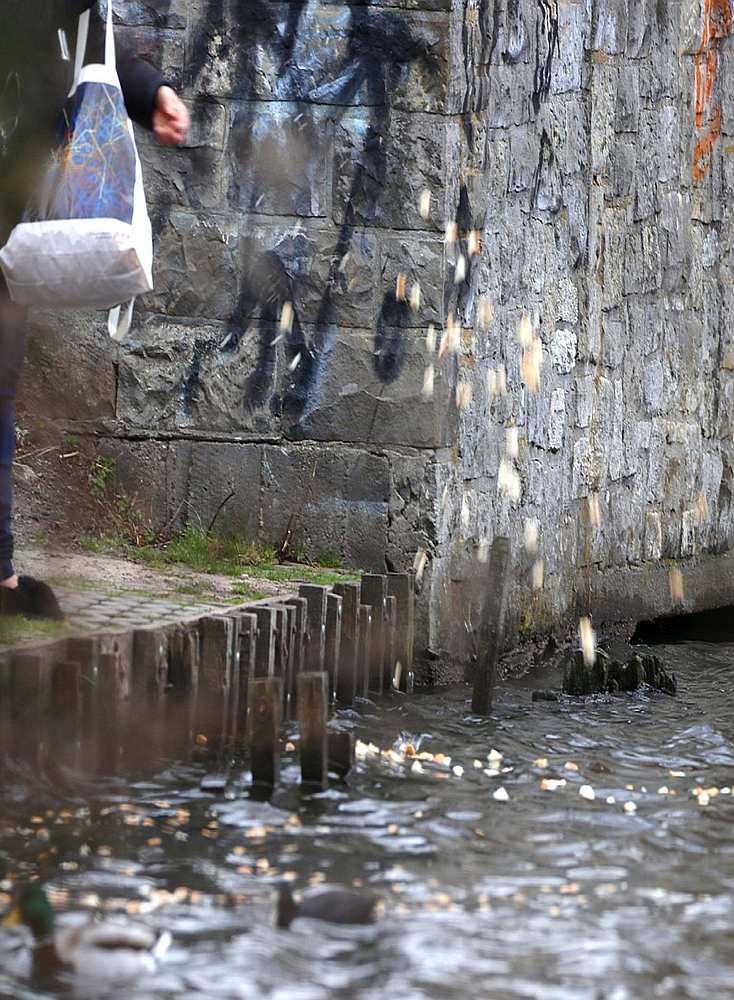Eintrag ungeeigneter Nahrung am Ufer des Schäfersees