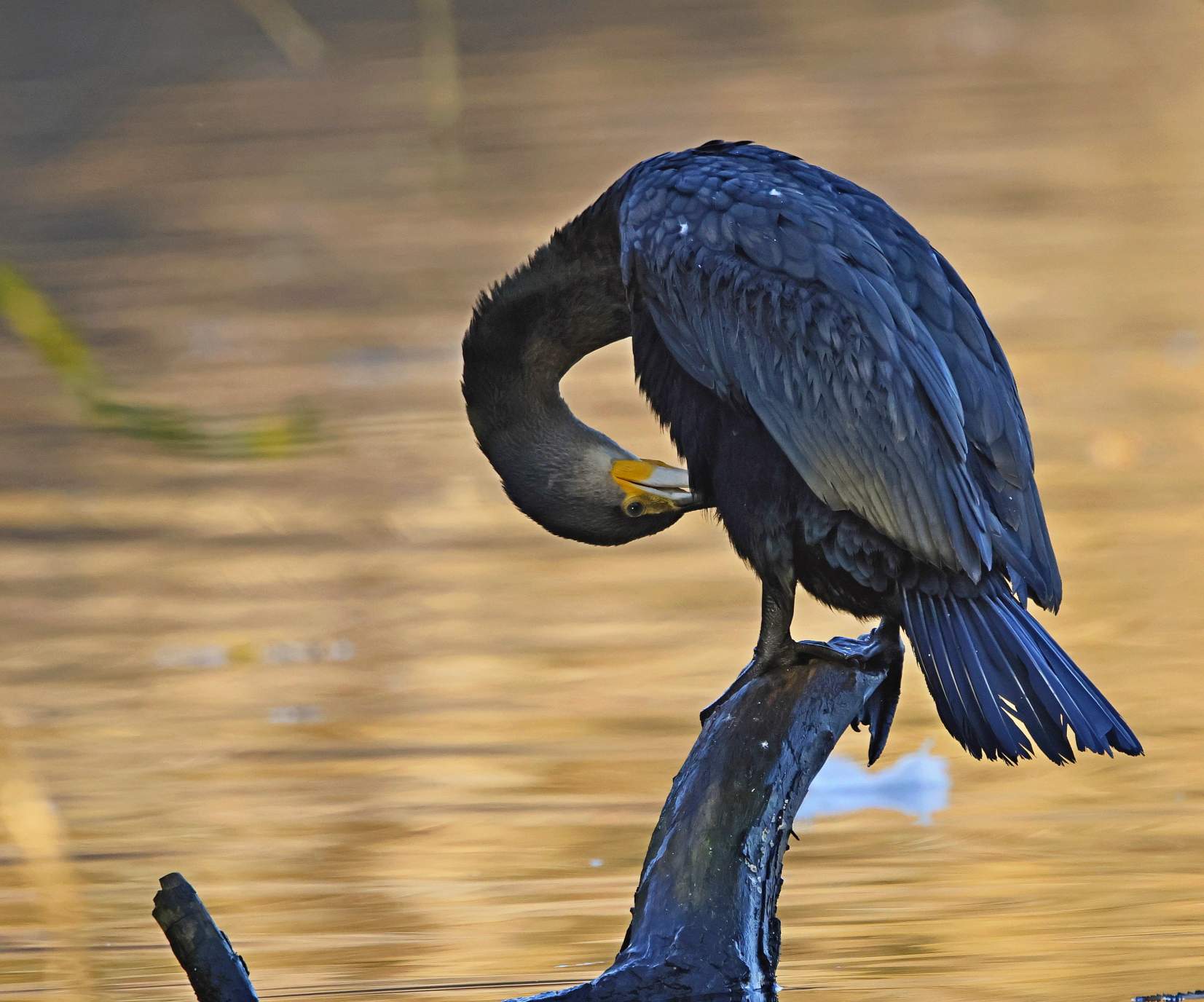 Kormoran Gefiederpflege