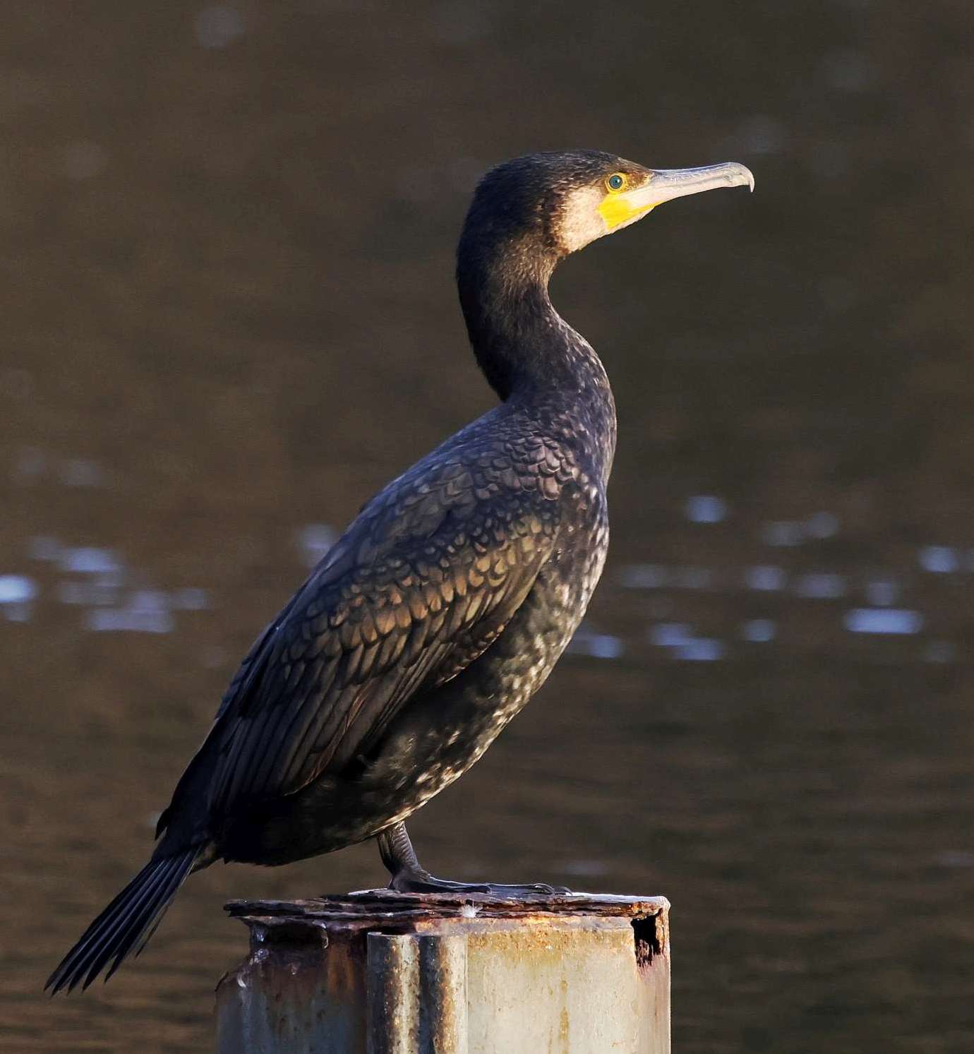 Kormoran auf Poller