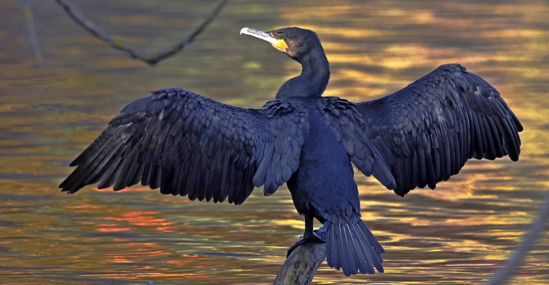 Kormoran trocknet Gefieder