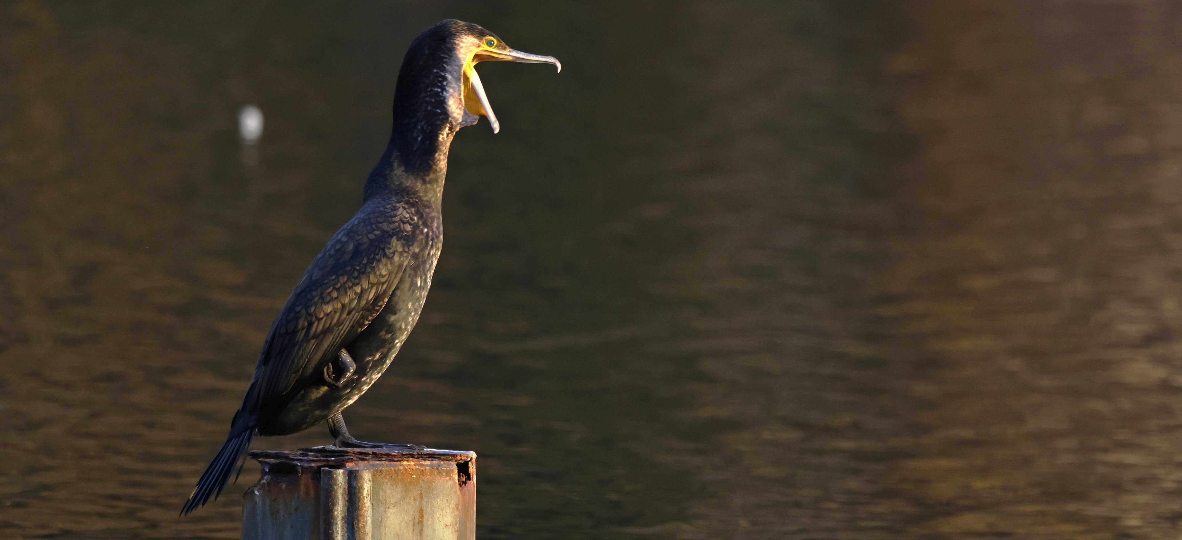 Kormoran am Schäfersee