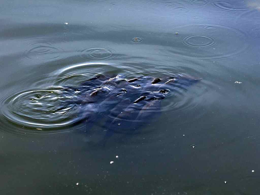 Fische mit Schnappatmung an der Oberfläche