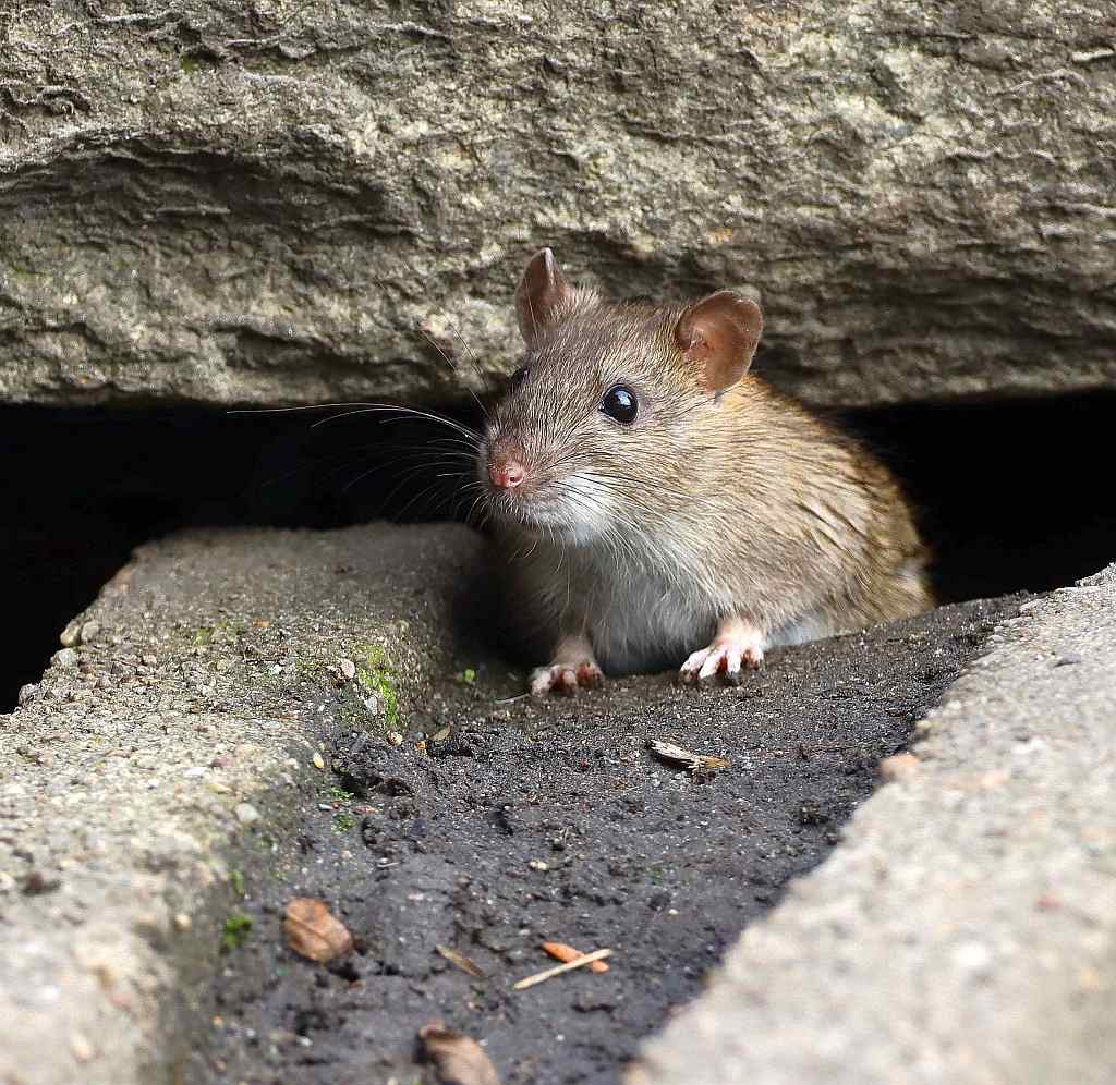 Ratte am Ufer des Schäfersees