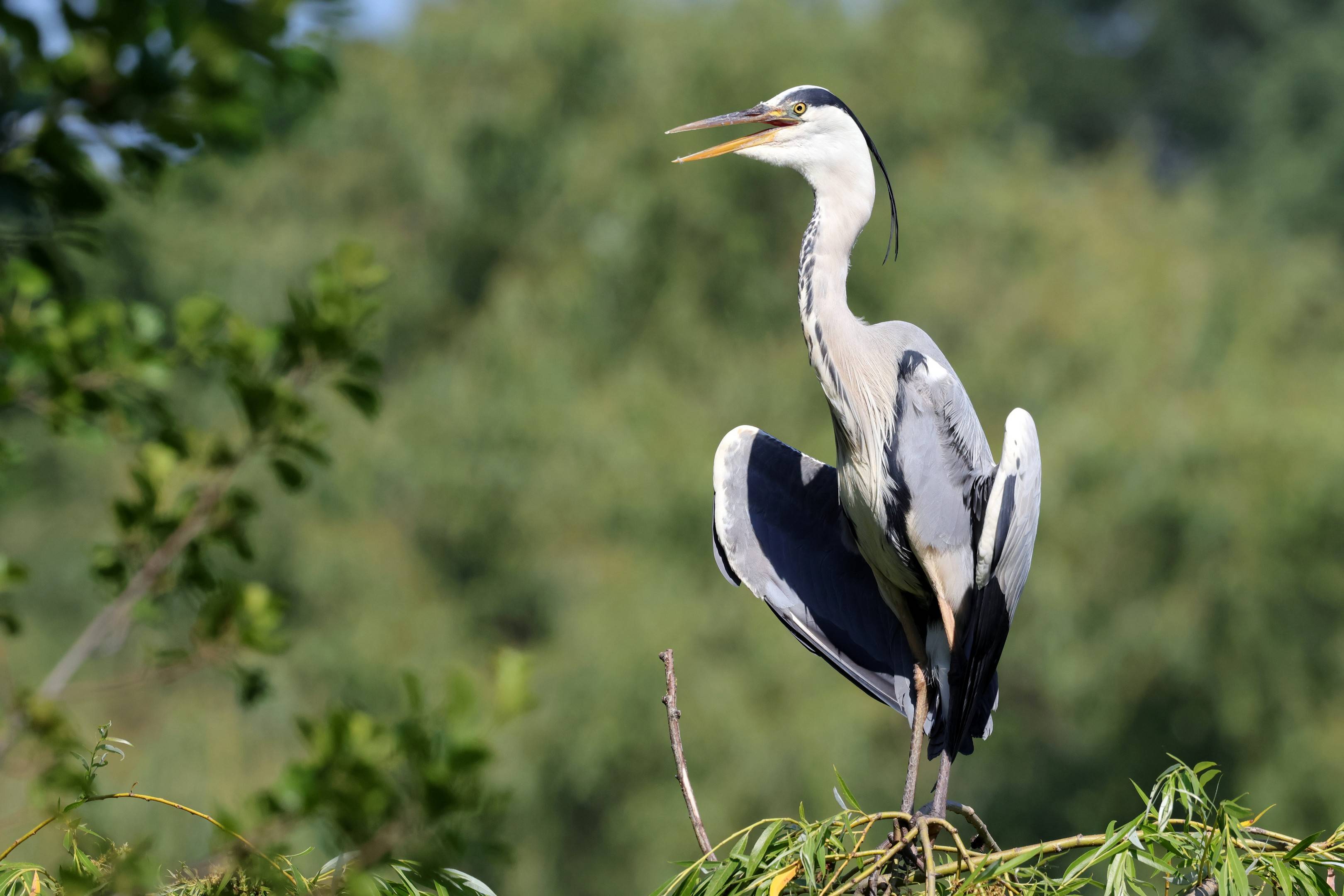 Leben am Schäfersee