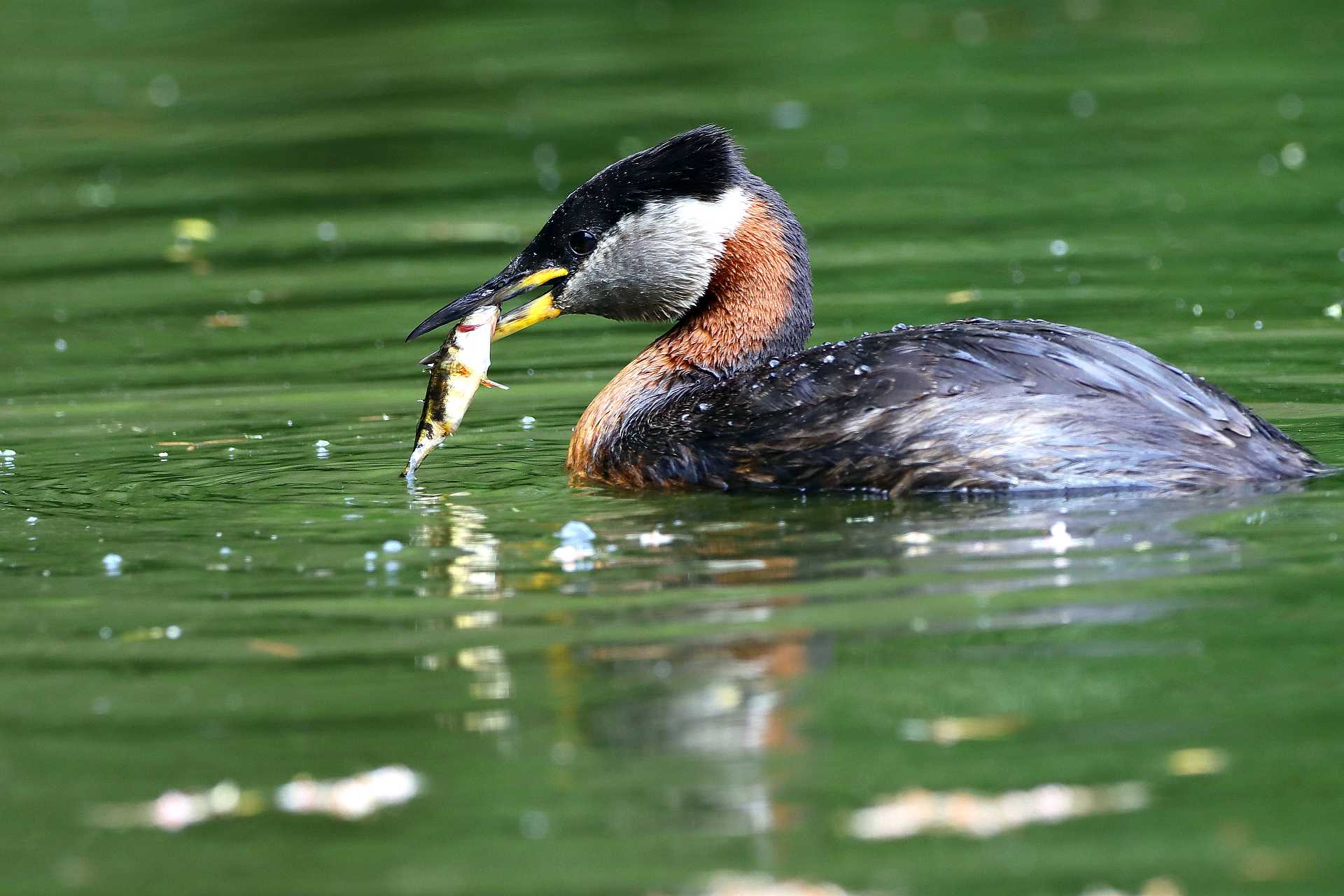 Rothalstaucher mit Stichling am Schäfersee