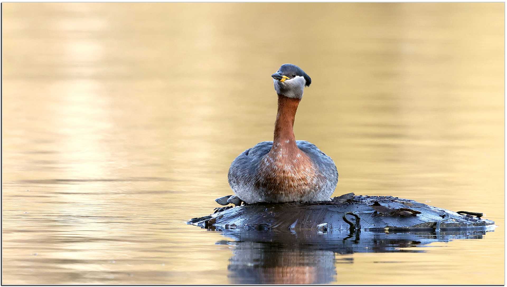 Rothalstaucher erkundet Nisthilfe