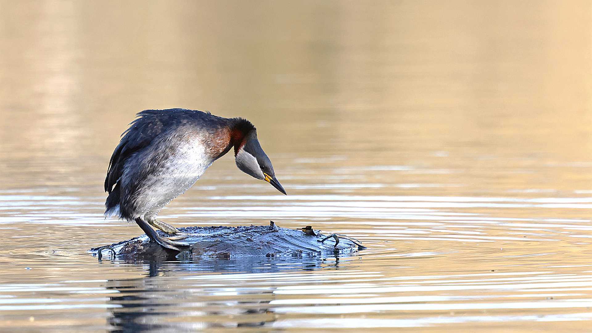 Rothalstaucher mit Nistmaterial