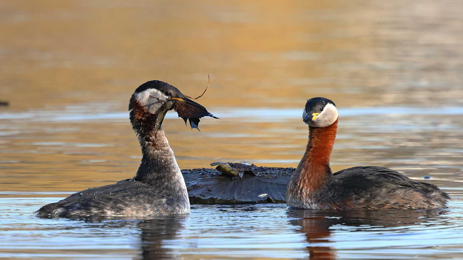 Rothalstaucher an Nisthilfe
