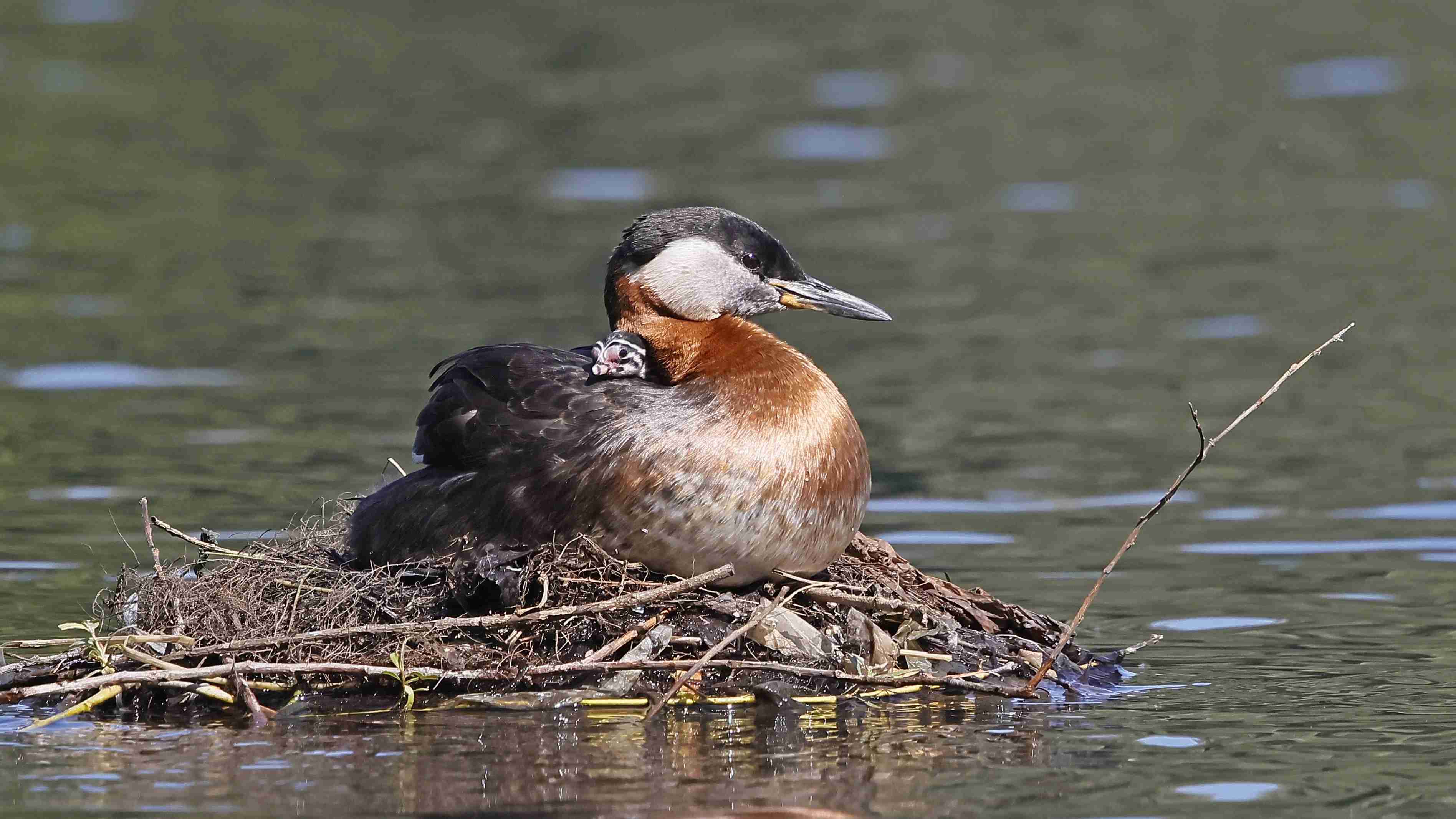 Rothalstaucher mit Küken