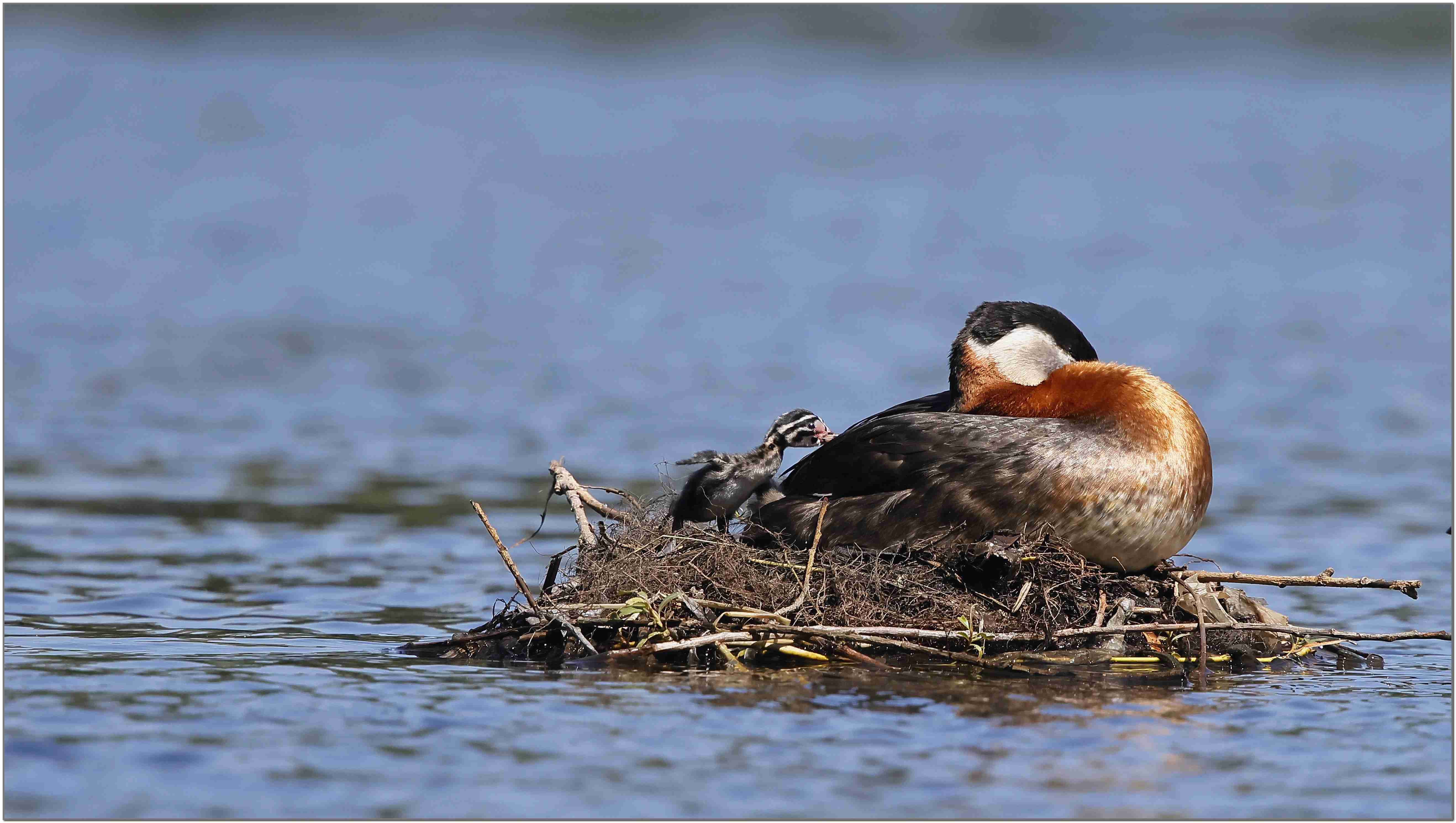 Rothalstaucher mit Küken am Nest