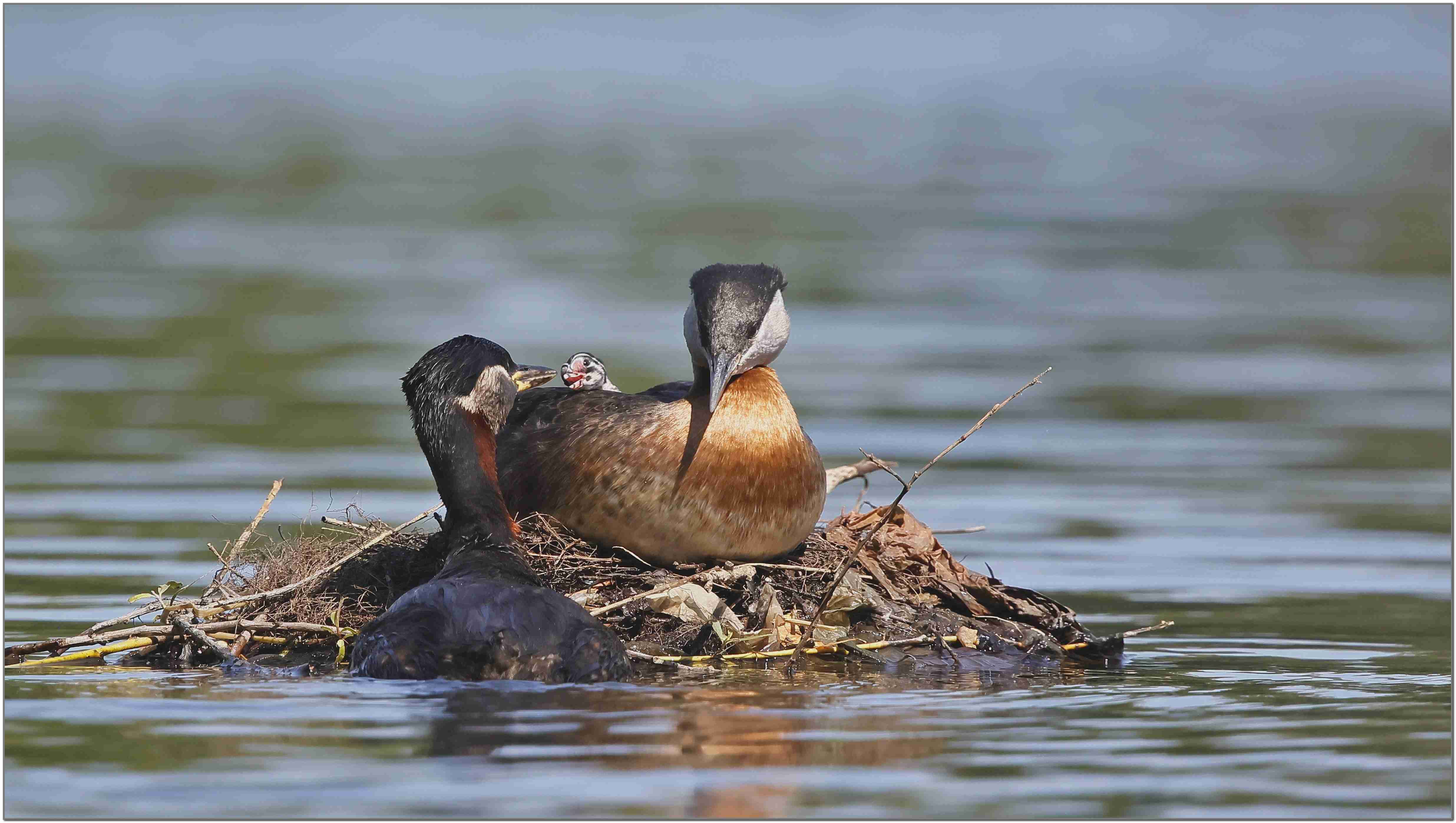 Rothalstaucher-Paar mit Küken