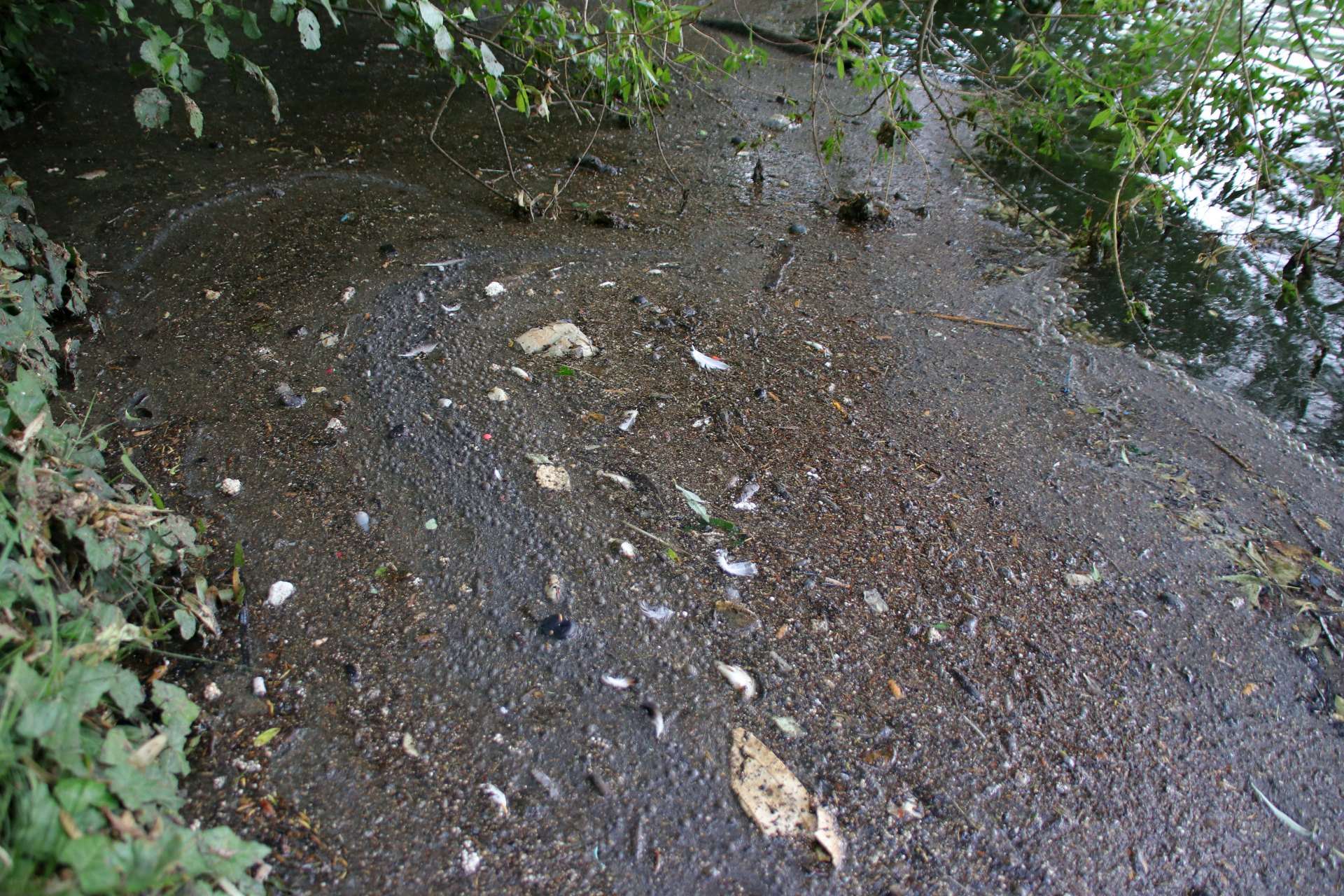 Belasteter Zufluss nach Regen am Schäfersee