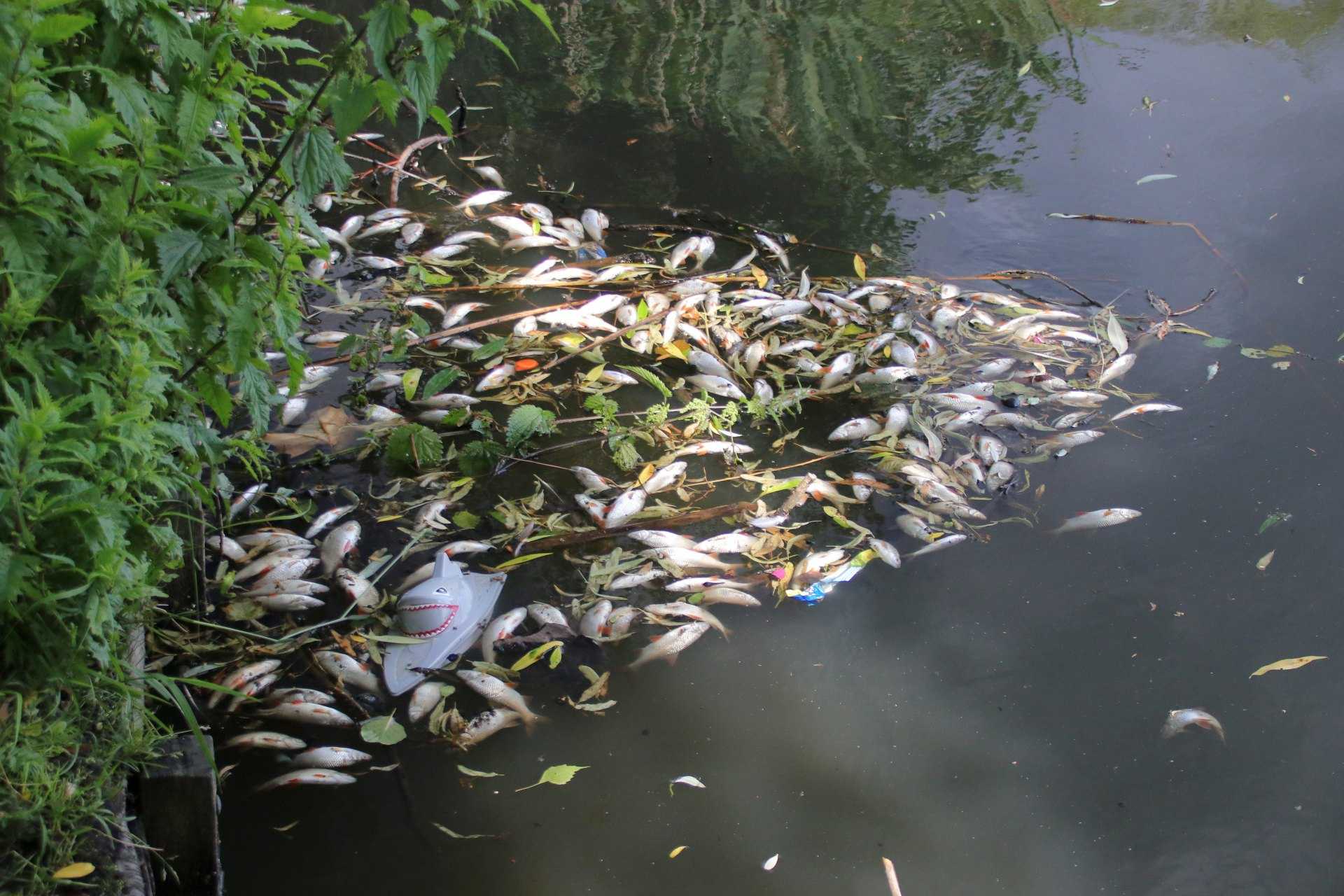 Tote Fische am Ufer des Schäfersees